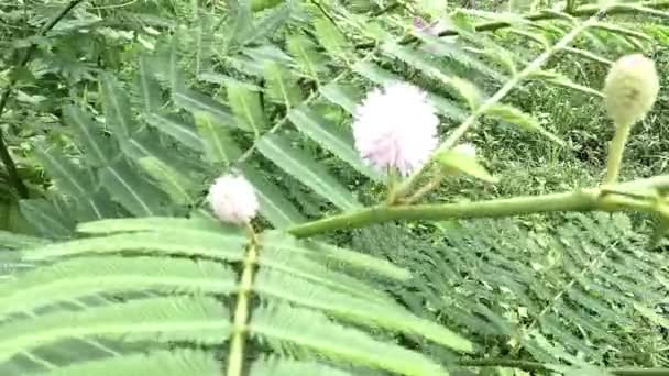 Mimosa Pigra Con Fondo Natural Mimosa Pigra Comúnmente Conocido Como — Vídeos de Stock