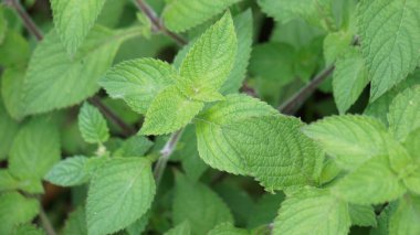 (Çim jölesi, yaprak jölesi, bitki jölesi) Bu bitki yiyecek olarak kullanılıyor.