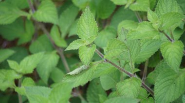 (Çim jölesi, yaprak jölesi, bitki jölesi) Bu bitki yiyecek olarak kullanılıyor.