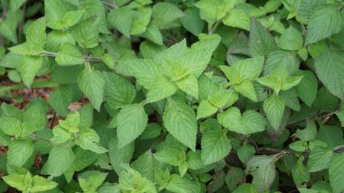 (Çim jölesi, yaprak jölesi, bitki jölesi) Bu bitki yiyecek olarak kullanılıyor.