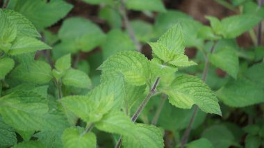 (Çim jölesi, yaprak jölesi, bitki jölesi) Bu bitki yiyecek olarak kullanılıyor.