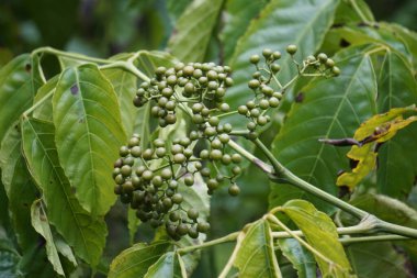 Leea indica (Girang, girang merah, Bandicoot Berry, Common Tree-Vine, Jolok-Jolok, Merbati Padang). Yapraklar vücut ağrıları, kesikler, ateş, deri şikayetleri, baş dönmesi ve yaraların tedavisinde kullanılır.