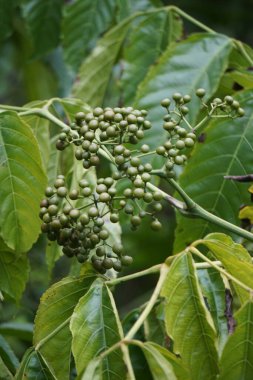 Leea indica (Girang, girang merah, Bandicoot Berry, Common Tree-Vine, Jolok-Jolok, Merbati Padang). Yapraklar vücut ağrıları, kesikler, ateş, deri şikayetleri, baş dönmesi ve yaraların tedavisinde kullanılır.