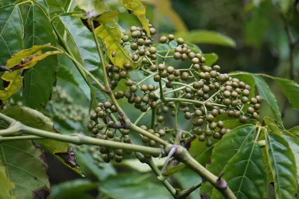 Leea indica (Girang, girang merah, Bandicoot Berry, Common Tree-Vine, Jolok-Jolok, Merbati Padang). Yapraklar vücut ağrıları, kesikler, ateş, deri şikayetleri, baş dönmesi ve yaraların tedavisinde kullanılır.