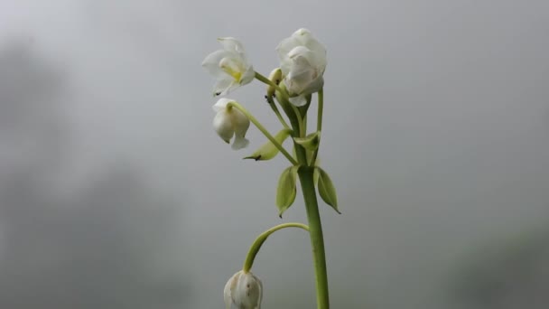 Eulophia Nuda 壮观的Eulophia Amarkand 这种植物已被用来治疗脖子上的肿瘤 脓肿的腺体 — 图库视频影像