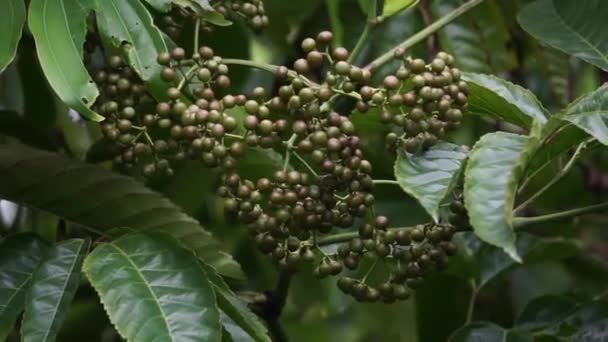 Leea Indica Girang Girang Merah Bandicoot Berry Common Tree Vine — Αρχείο Βίντεο