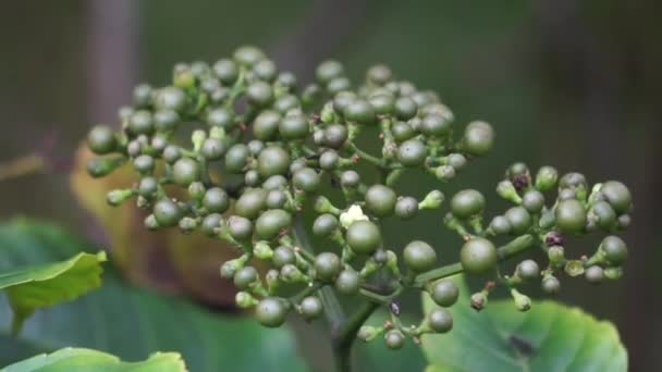 Leea Indica Girang Girang Merah Bandicoot Berry Common Tree Vine — Stok video