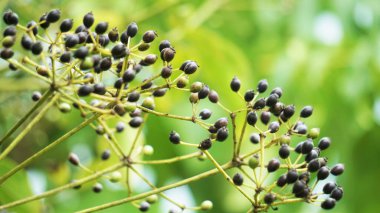 Phellodendron amurense (Amur mantar ağacı). Menenjit, bakteri dizanteri, zatürree, tüberküloz, tümör, sarılık tedavisinde geleneksel Çin ilacı olarak kullanılır.
