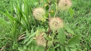 Passiflora foetida (ayrıca Passiflora foetida olarak da bilinir, kokmuş tutku çiçeği, yabani maracuja, çalılık tutku meyvesi) doğal bir geçmişi vardır. Kaşıntı ve öksürük tedavisinde kullanılır.