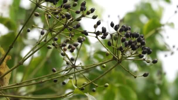 Phellodendron Amurense Árbol Del Corcho Amur Utilizado Como Medicina Tradicional — Vídeos de Stock