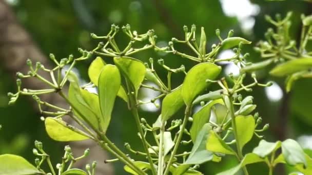 Phellodendron Amurense Δέντρο Από Φελλό Amur Έχει Χρησιμοποιηθεί Κινέζικο Παραδοσιακό — Αρχείο Βίντεο