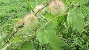Passiflora foetida (ayrıca Passiflora foetida olarak da bilinir, kokmuş tutku çiçeği, yabani maracuja, çalılık tutku meyvesi) doğal bir geçmişi vardır. Kaşıntı ve öksürük tedavisinde kullanılır.