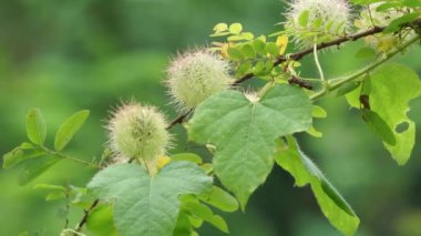Passiflora foetida (ayrıca Passiflora foetida olarak da bilinir, kokmuş tutku çiçeği, yabani maracuja, çalılık tutku meyvesi) doğal bir geçmişi vardır. Kaşıntı ve öksürük tedavisinde kullanılır.