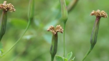 Yerba Porosa (Porophyllum ruderale, Bolivya kişniş, quillquina, killi, papalo, tepegua). Bu bitki, iltihaplı yaraların şişmesini önlemek için tıbbi olarak kullanılır.