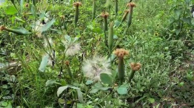 Yerba Porosa (Porophyllum ruderale, Bolivya kişniş, quillquina, killi, papalo, tepegua). Bu bitki, iltihaplı yaraların şişmesini önlemek için tıbbi olarak kullanılır.