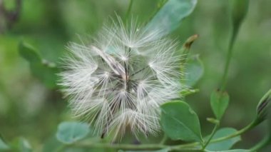 Yerba Porosa (Porophyllum ruderale, Bolivya kişniş, quillquina, killi, papalo, tepegua). Bu bitki, iltihaplı yaraların şişmesini önlemek için tıbbi olarak kullanılır.