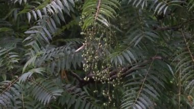 Toona Sinensis (Çin maunu, Çin sedir ağacı, Çin çizgi filmi, sığır eti bitkisi, soğan bitkisi, kırmızı çizgi). Toona sinensis sindirim ve öksürük için faydalıdır ve kanamanın durmasına yardımcı olabilir.