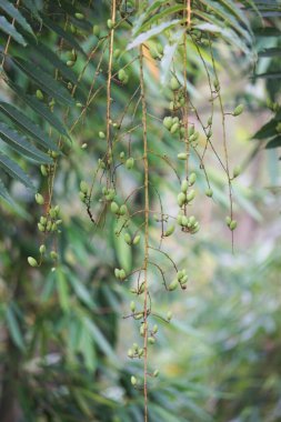 Toona Sinensis (Çin maunu, Çin sedir ağacı, Çin çizgi filmi, sığır eti bitkisi, soğan bitkisi, kırmızı çizgi). Toona sinensis sindirim ve öksürük için faydalıdır ve kanamanın durmasına yardımcı olabilir.