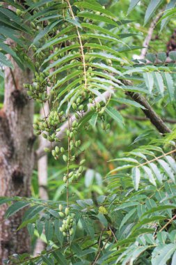 Toona Sinensis (Çin maunu, Çin sedir ağacı, Çin çizgi filmi, sığır eti bitkisi, soğan bitkisi, kırmızı çizgi). Toona sinensis sindirim ve öksürük için faydalıdır ve kanamanın durmasına yardımcı olabilir.