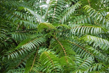 Toona Sinensis (Çin maunu, Çin sedir ağacı, Çin çizgi filmi, sığır eti bitkisi, soğan bitkisi, kırmızı çizgi). Toona sinensis sindirim ve öksürük için faydalıdır ve kanamanın durmasına yardımcı olabilir.