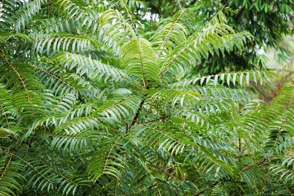 Toona Sinensis (Çin maunu, Çin sedir ağacı, Çin çizgi filmi, sığır eti bitkisi, soğan bitkisi, kırmızı çizgi). Toona sinensis sindirim ve öksürük için faydalıdır ve kanamanın durmasına yardımcı olabilir.