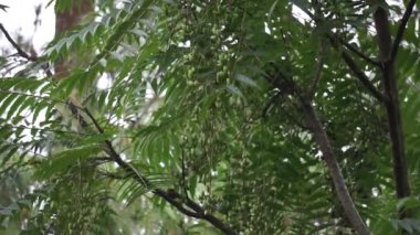 Toona Sinensis (Çin maunu, Çin sedir ağacı, Çin çizgi filmi, sığır eti bitkisi, soğan bitkisi, kırmızı çizgi). Toona sinensis sindirim ve öksürük için faydalıdır ve kanamanın durmasına yardımcı olabilir.