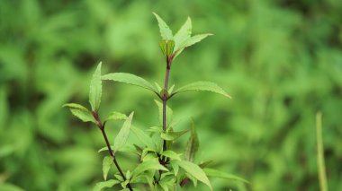 Ageratina riparia (metresçiçeği, sürünen croftonweed, mistflower, nehir-eupatorium, yayılan yılan ayağı, roro ireng). Genellikle süs bitkisi olarak kullanılır.