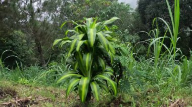 Dracaena parfümleri (mısır sapı dracaena, çizgili dracaena, kompakt dracaena, mısır bitkisi). Bu bitki yavaş büyüyen bir çalılıktır, genellikle çok köklü, olgun örnekler 15 metreye ulaşır.
