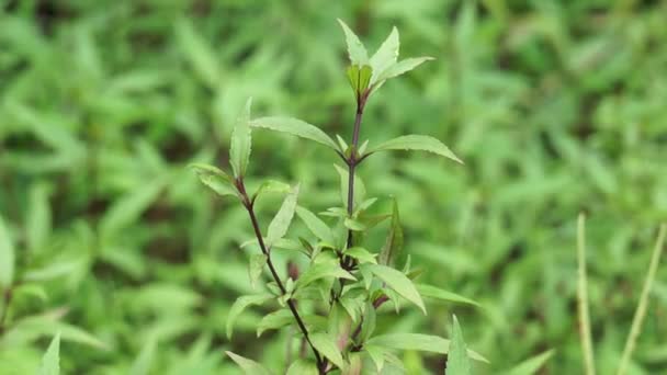 Ageratina Riparia Mistflower Croftonweed Rastrero Mistflower River Eupatorium Spread Snakeroot — Vídeos de Stock