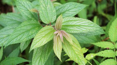 Spiraea japonica (Japon Meadowsweet, Japon spiraea). Yerli halk tarafından geleneksel ilaç olarak kullanıldı ve bitkilerden elde edilen özlerin biyoaktif olduğu ortaya çıktı.