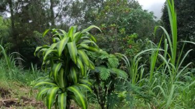 Dracaena parfümleri (mısır sapı dracaena, çizgili dracaena, kompakt dracaena, mısır bitkisi). Bu bitki yavaş büyüyen bir çalılıktır, genellikle çok köklü, olgun örnekler 15 metreye ulaşır.