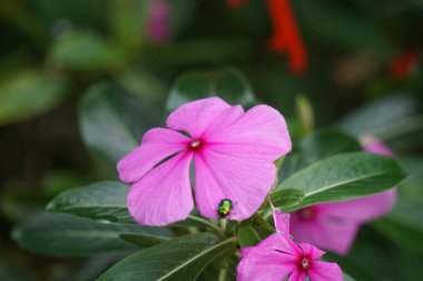 Catharanthus Roseus (parlak gözler, Pelerin menekşesi, mezarlık bitkisi, Madagaskar menekşesi, yaşlı kız kurusu, pembe menekşe menekşesi, gül menekşesi) çiçeği. Bu bitki, Vincristine gibi kimyasallar içeriyor.