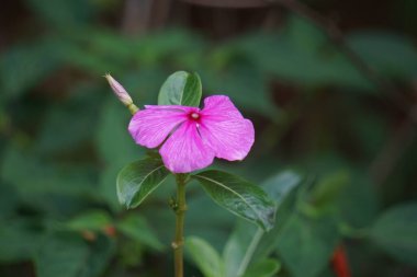 Catharanthus Roseus (parlak gözler, Pelerin menekşesi, mezarlık bitkisi, Madagaskar menekşesi, yaşlı kız kurusu, pembe menekşe menekşesi, gül menekşesi) çiçeği. Bu bitki, Vincristine gibi kimyasallar içeriyor.