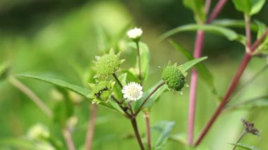Eclipta alba (Urang-aring, sahte papatya, sahte papatya, yerba de tago, Karisalankanni, bhringraj) doğal arka plan. Bu bitki, ayçiçeği familyasından bir bitki türü..