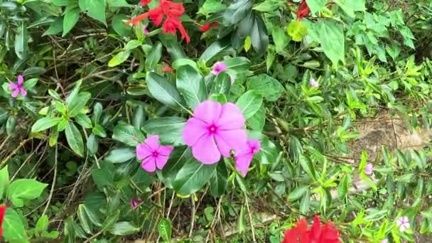 Catharanthus Roseus Světlé Oči Cape Periwinkle Hřbitov Rostlina Madagaskar Periwinkle — Stock video