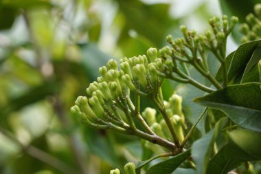 Ağaçtaki karanfil çiçeği. Cengkih, cengkeh, Syzygium aromaticum ve Eugenia aromaticum olarak da bilinir.