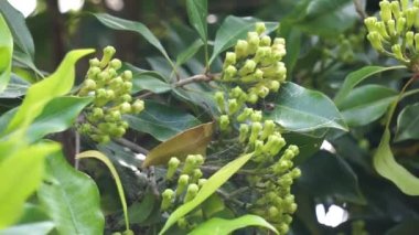 Ağaçtaki karanfil çiçeği. Cengkih, cengkeh, Syzygium aromaticum ve Eugenia aromaticum olarak da bilinir.