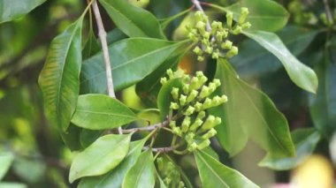 Ağaçtaki karanfil çiçeği. Cengkih, cengkeh, Syzygium aromaticum ve Eugenia aromaticum olarak da bilinir.