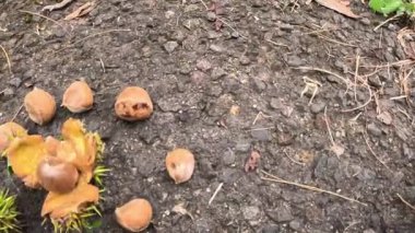 Castanea mollissima (Çin kestanesi, sarangan, berangan, Saninten, Castanopsis argentea, rambutan hutan). Fındıklar yenilebilir ve ağaç Doğu Asya 'da yaygın olarak yetiştirilir.