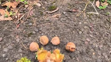 Castanea mollissima (Çin kestanesi, sarangan, berangan, Saninten, Castanopsis argentea, rambutan hutan). Fındıklar yenilebilir ve ağaç Doğu Asya 'da yaygın olarak yetiştirilir.