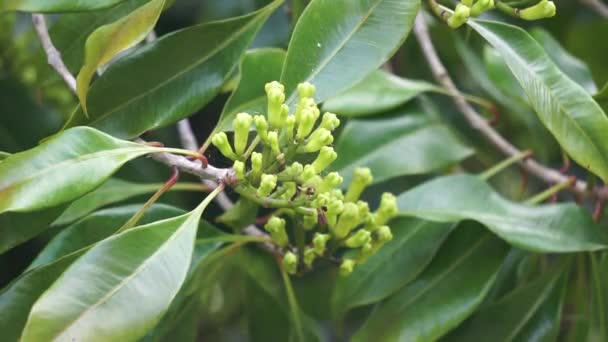 木の上に花を閉じる クンガル クエンガ シジウム芳香族 ユージニア芳香族とも呼ばれています — ストック動画