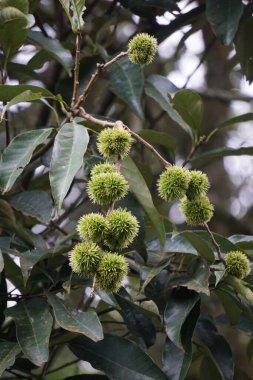 Castanea mollissima (Çin kestanesi, sarangan, berangan, Saninten, Castanopsis argentea, rambutan hutan). Fındıklar yenilebilir ve ağaç Doğu Asya 'da yaygın olarak yetiştirilir.