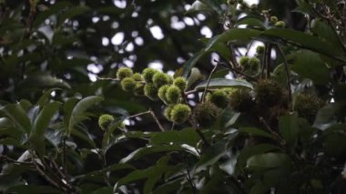 Castanea mollissima (Çin kestanesi, sarangan, berangan, Saninten, Castanopsis argentea, rambutan hutan). Fındıklar yenilebilir ve ağaç Doğu Asya 'da yaygın olarak yetiştirilir.