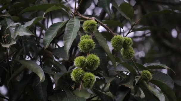 Castanea Mollissima Châtaignier Chinois Sarangan Berangan Saninten Castanopsis Argentea Hutan — Video
