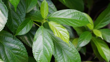 Strobilanthes crispus (keji beling, picah beling, Kecibeling, Hemigraphis crispa, Ruellia crispa, Sericocalyx crispus). Yapraklar geleneksel olarak kanser ve diyabet tedavisinde kullanılır.