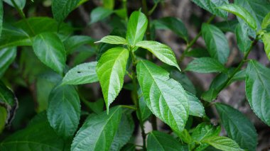 Strobilanthes crispus (keji beling, picah beling, Kecibeling, Hemigraphis crispa, Ruellia crispa, Sericocalyx crispus). Yapraklar geleneksel olarak kanser ve diyabet tedavisinde kullanılır.