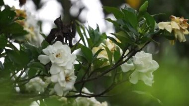 Gardenya yaseminoidleri (gardenya, Cape Jasmine, Kacapiring wangi, kavrayış, jempiring). Gardenya çiçekleri çiğ yenebilir, salamura edilebilir ya da balda korunabilir.