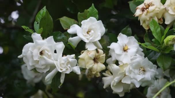 Gardenia Jasminoides Γαρδένια Ακρωτήριο Γιασεμί Kacapiring Wangi Cepiring Jempiring Άνθη — Αρχείο Βίντεο