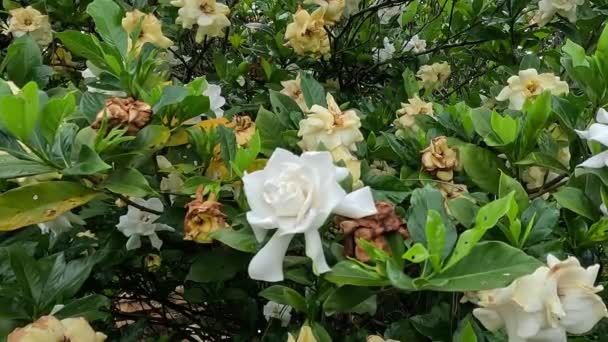 Gardenia Jasminoides Gardenia Cape Jasmine Kacapiring Wangi Feliring Jempiring Цветки — стоковое видео