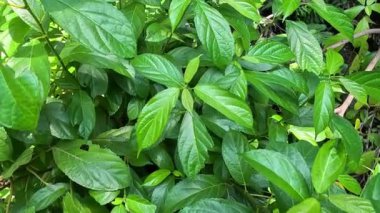 Strobilanthes crispus (keji beling, picah beling, Kecibeling, Hemigraphis crispa, Ruellia crispa, Sericocalyx crispus). Yapraklar geleneksel olarak kanser ve diyabet tedavisinde kullanılır.
